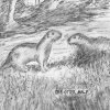 Otterhalf